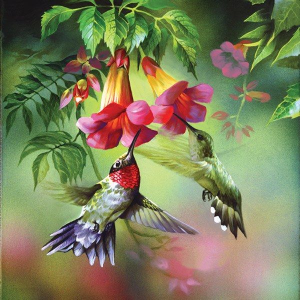 Unknown hummingbirds